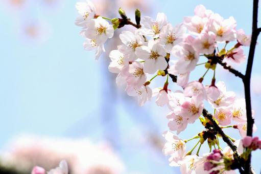 桜15 桜15の写真