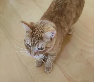 猫 猫の写真