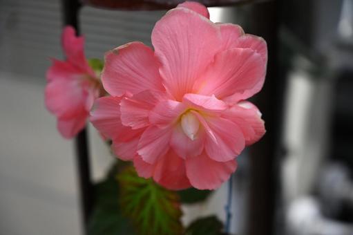 ピンクの綺麗なベゴニアの花 ピンクの綺麗なベゴニアの花の写真