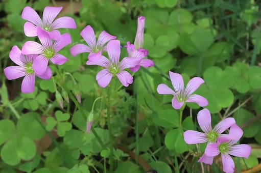 キキヨウカタバミ カタバミ,野草,雑草の写真素材