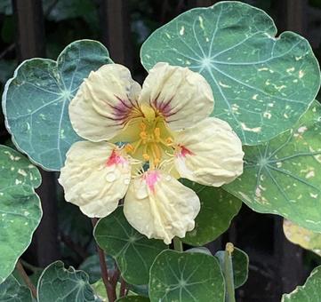 名も知らず 花 名も知らず 花の写真