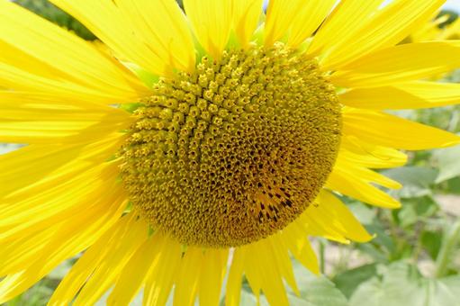 大輪のひまわりのクローズアップ 大輪のひまわりのクローズアップ 向日葵,花,夏の写真素材