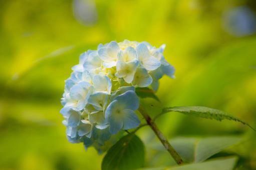 Hydrangea, JPG Hydrangea, JPG