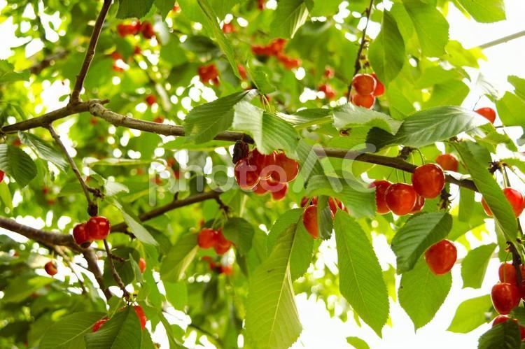 サクランボ狩り　山梨県　2 サクランボ,サクランボ狩り,桜ん坊の写真素材