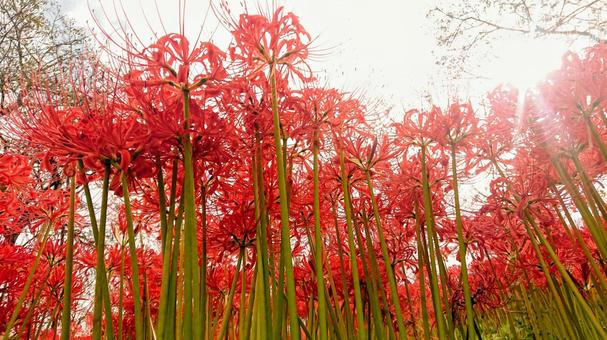 彼岸花の森 彼岸花の森 彼岸花,秋,花の写真素材