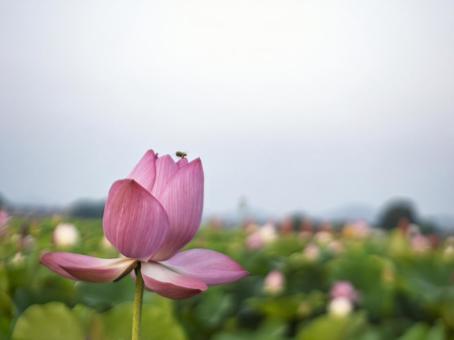 夏の朝のハスの花 夏の朝のハスの花の写真