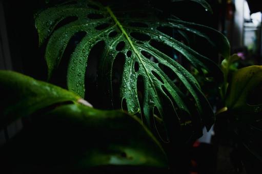 <素材>雨の中のモンステラの葉 <素材>雨の中のモンステラの葉の写真