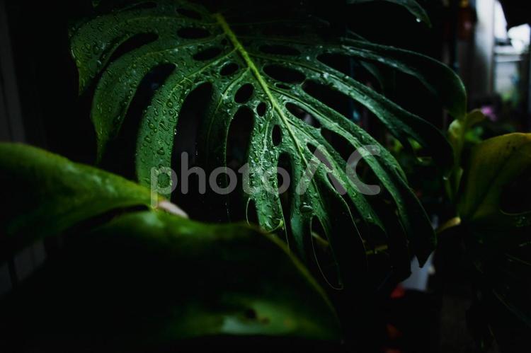 ＜素材＞雨の中のモンステラの葉 モンステラ,観葉植物,雨の写真素材