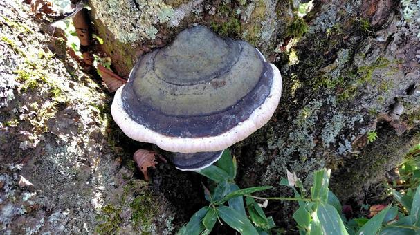 サルノコシカケ サルノコシカケ きのこ,キノコ,茸の写真素材