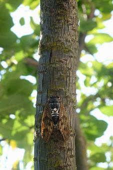 アブラゼミ アブラゼミ アブラゼミ,昆虫,セミの写真素材