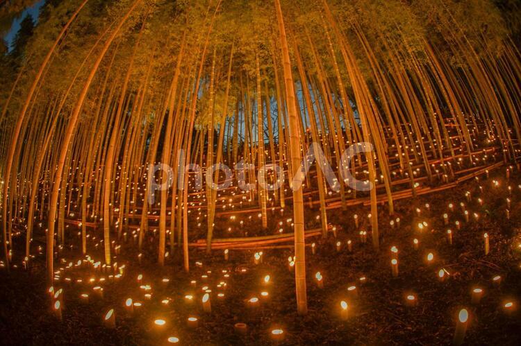 竹林の小径ライトアップ（小机城址市民の森） 竹林,ライトアップ,日本文化の写真素材