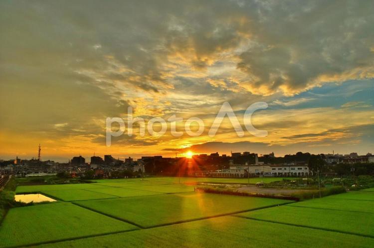 田園の夕暮れ時 夕日,夕暮れ,稲の写真素材