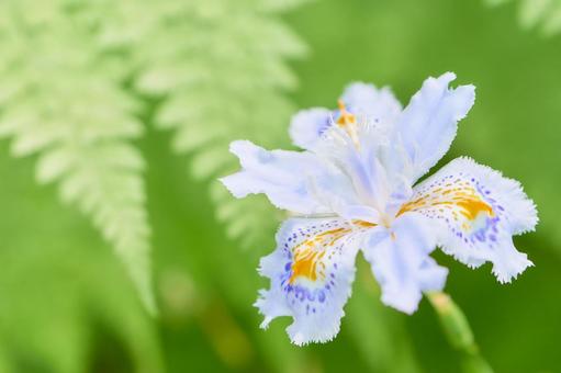 緑色背景の著莪シャガの花のアップ シャガ,花,アップの写真素材