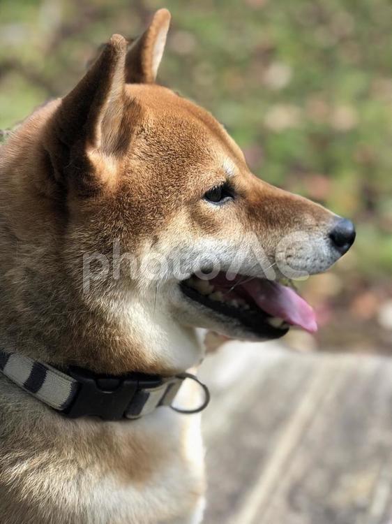 柴犬の横顔 犬,動物,可愛いの写真素材
