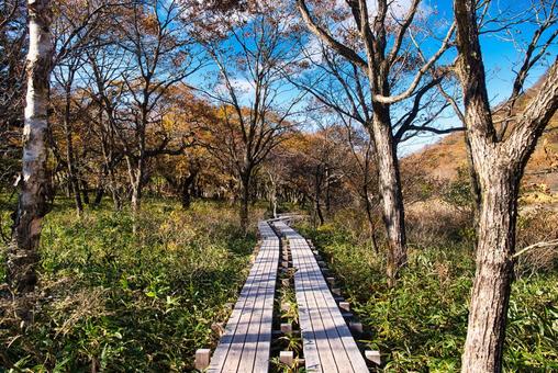 湿原巡る秋の木道 風景,青空,晴れの写真素材
