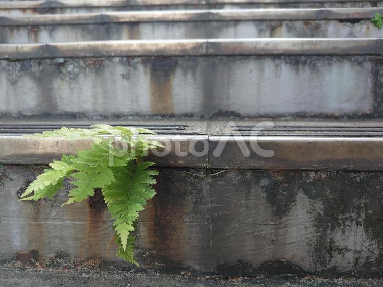 都会の階段の隙間に、力強く生きる草木。 雑草,草,草木の写真素材