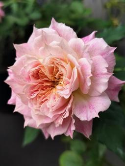 ベランダのバラ・シャルール ベランダのバラ・シャルール 薔薇,バラ,シャルールの写真素材