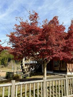 11月　秋の竹田水車メロディーパーク 竹田水車メロディーパーク,自然,水車の写真素材
