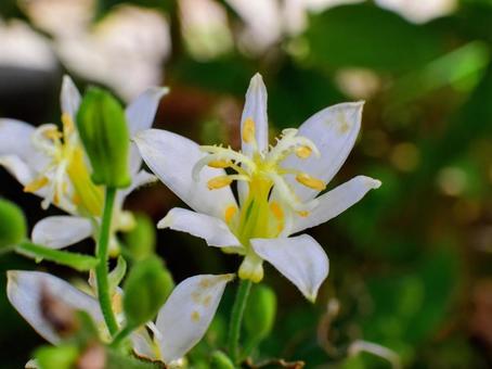 ホトトギス（白楽）の写真