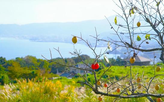 里山の秋景 里山の秋景 柿,海,果物の写真素材