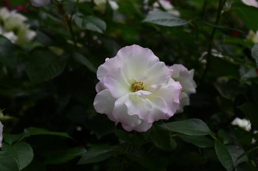 Photo, roses, rose, matilda, 