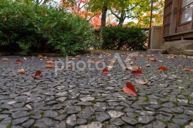 秋の箱根散策 落葉,紅葉,もみじの写真素材