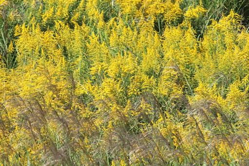 セイタカアワダチソウ セイタカアワダチソウの写真