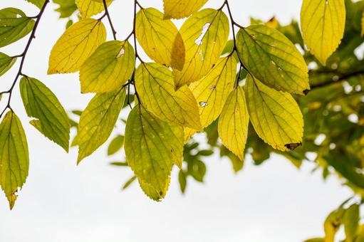 黄色く色づき始めた木の葉 葉,自然,植物の写真素材