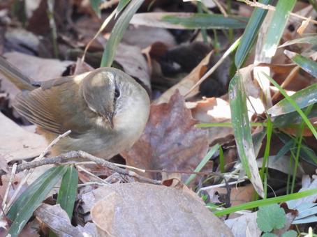 落ち葉の中のウグイス 落ち葉の中のウグイス 小鳥,野鳥,ウグイスの写真素材