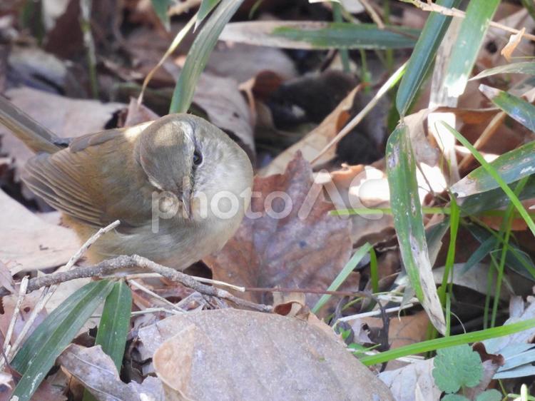落ち葉の中のウグイス 小鳥,野鳥,ウグイスの写真素材