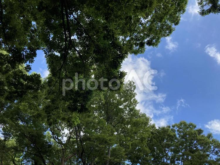 晴天の青空と木の自然癒し背景素材イメージ 木漏れ日,空,自然の写真素材