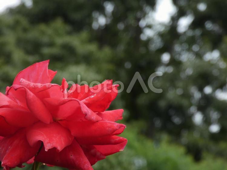 赤色の花（ばら）と鶴見緑地 ばら,花,赤の写真素材