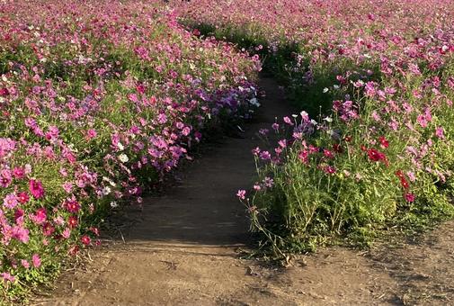 コスモスの道 コスモスの道の写真