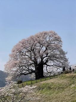 満開のさくら 満開のさくらの写真
