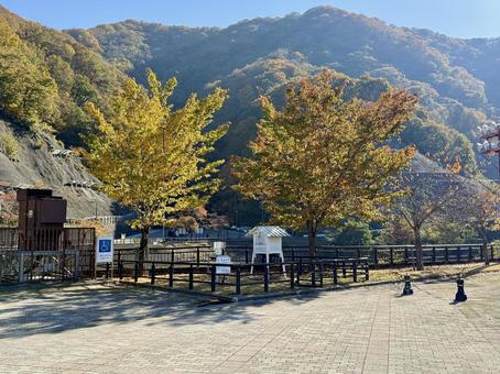秋の福井県の九頭竜ダム　紅葉に色づく湖 ロックフィルダム,湖,自然の写真素材
