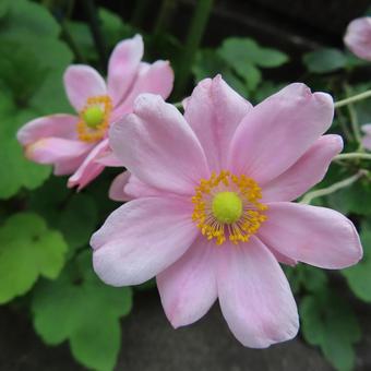 シュウメイギク（秋明菊） シュウメイギク,秋明菊,花の写真素材