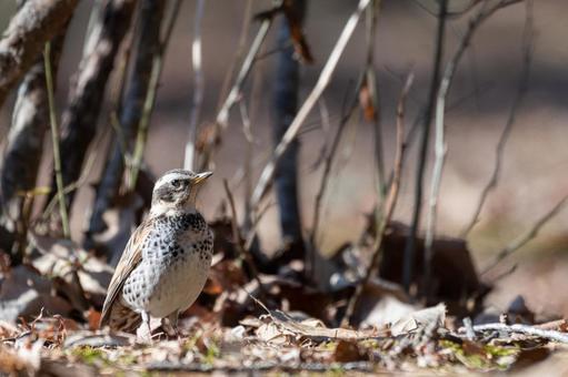 自然の中のツグミ 自然の中のツグミ 野生の鳥,野生動物,風景の写真素材