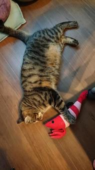 ネコとエビ ネコとエビの写真