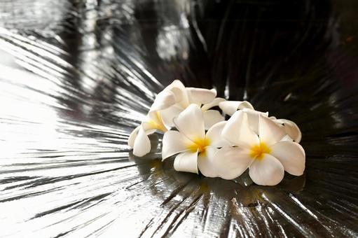バリ島のプルメリア プルメリア,フランジパニ,花の写真素材