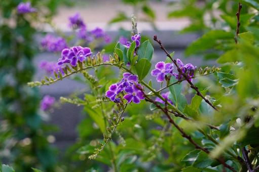 咲きほこるデュランタ 咲きほこるデュランタ 花,植物,デュランタの写真素材