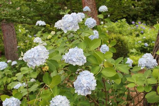 Hydrangea 108, JPG Hydrangea 108, JPG