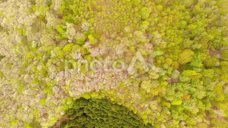 ドローンによる峠の上空からのブナの新緑 色,植物,壁紙の写真素材