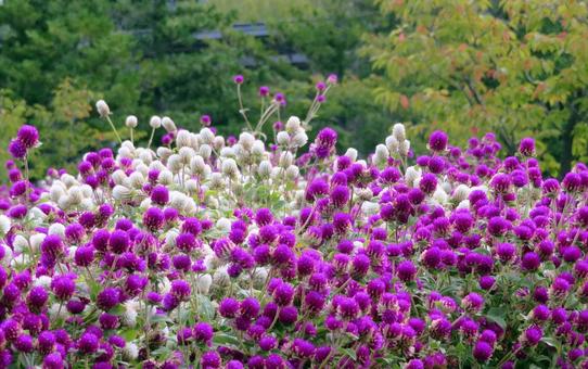 紫と白色のセンニチコウ 紫と白色のセンニチコウ センニチコウ,花,紫色の写真素材
