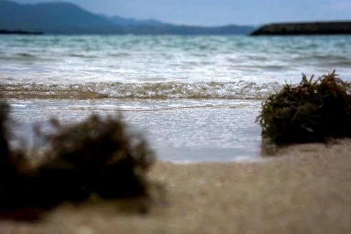 <素材>秋の海岸に流れ着いたホンダワラ <素材>秋の海岸に流れ着いたホンダワラの写真