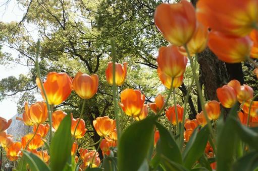 チューリップ チューリップの写真