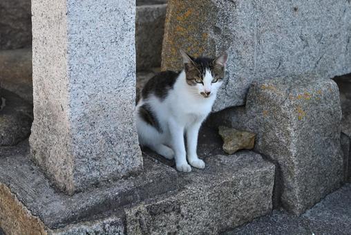 座るニャンコ 毛並み,ひげ,猫島の写真素材
