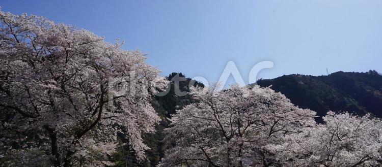 満開の桜と山と青空 桜,春,山の写真素材