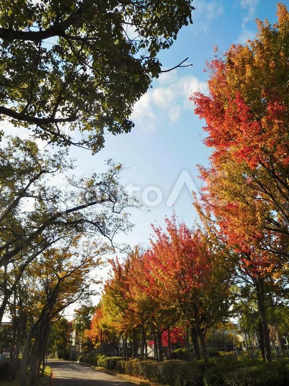 秋の木々5 紅葉,もみじ,モミジの写真素材