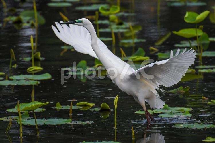 目先が緑の婚姻色になったダイサギ ダイサギ,野鳥,自然の写真素材