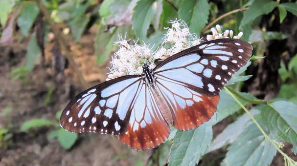 フジバカマに飛来 蜜を吸うアサギマダラ フジバカマに飛来 蜜を吸うアサギマダラ アサギマダラ,秋,タテハチョウ科の写真素材
